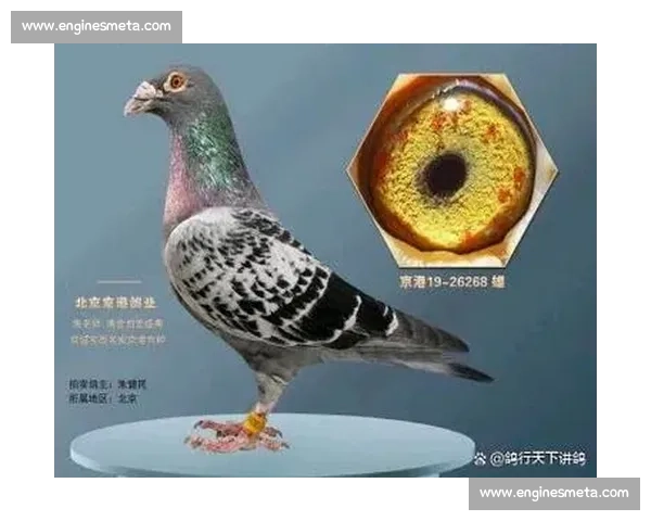 比赛鸽子的价格受哪些因素影响 如何评估一只比赛鸽的市场价值